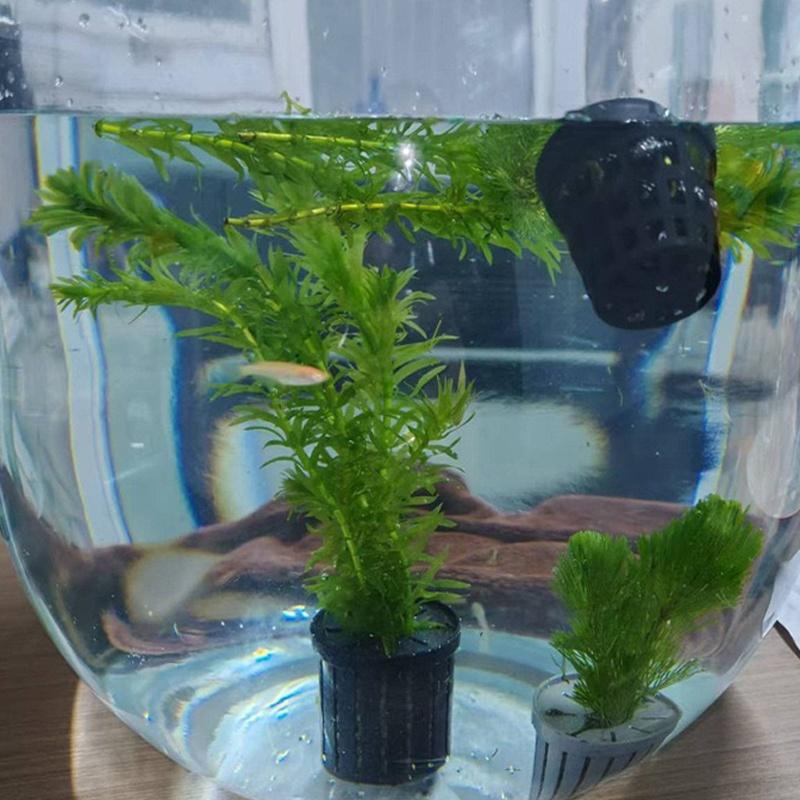4Pcs Pet Fish Tank Landscaping - Aquarium Fish Tank review and price