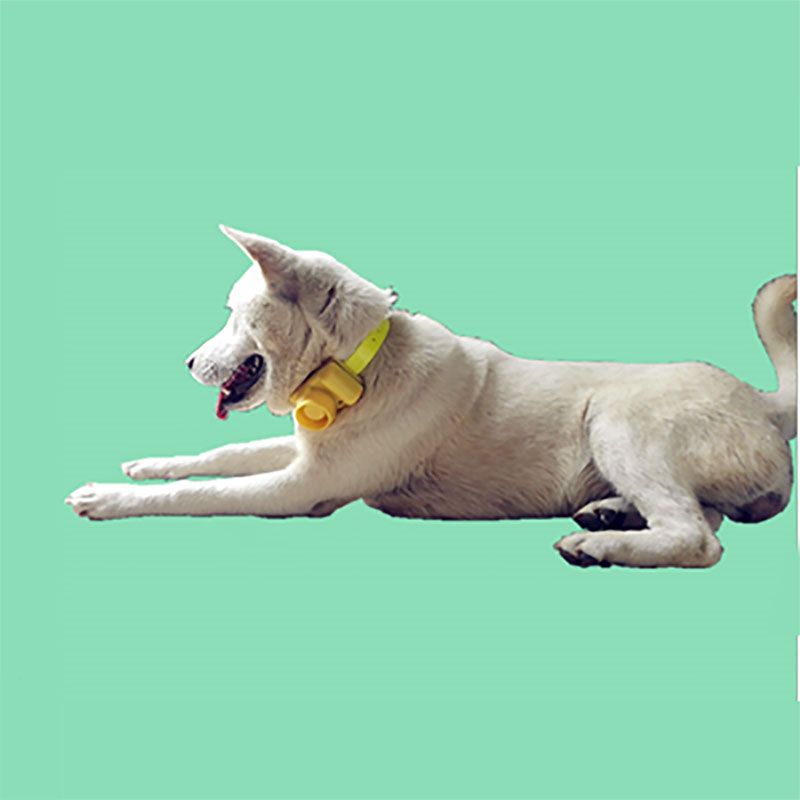 Outdoor Waterproof Dog Collar  - Training Clicker Dog review and price